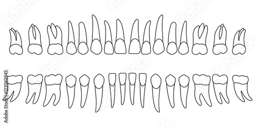 Set of teeth, diagram front side of tooth of an adult, chart, vector illustration for print or design dental website