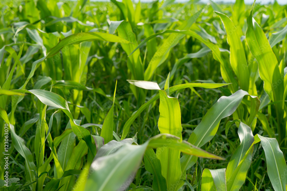 Fototapeta premium Maisfeld / viele Maispflanzen auf einem Feld
