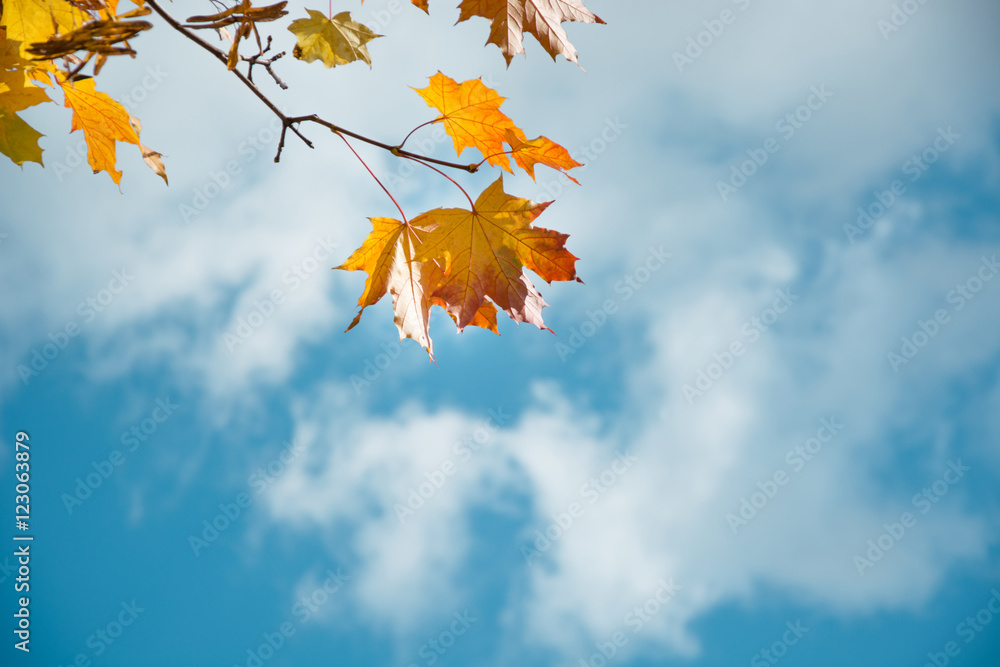 Autumn leaves in sky as background. Selective focus.