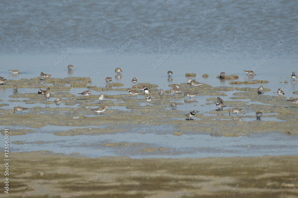 paisajes de aves y marismas en las salinas paisajes de aves y marismas en las salinas