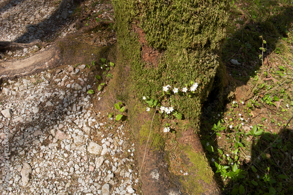 Obraz premium Königssee