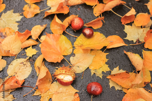 Autumn leaves and chestnuts on the ground
