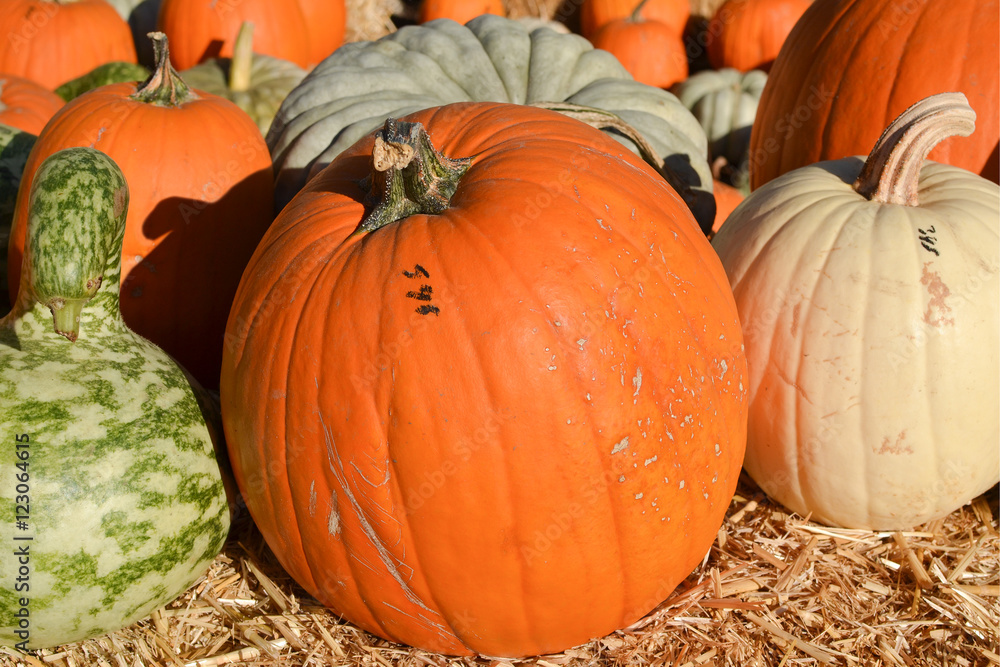 Numbered pumpkins and gourds in patch Stock Photo Adobe Stock Numbered pumpkins and gourds in patch Stock Photo Adobe Stock
