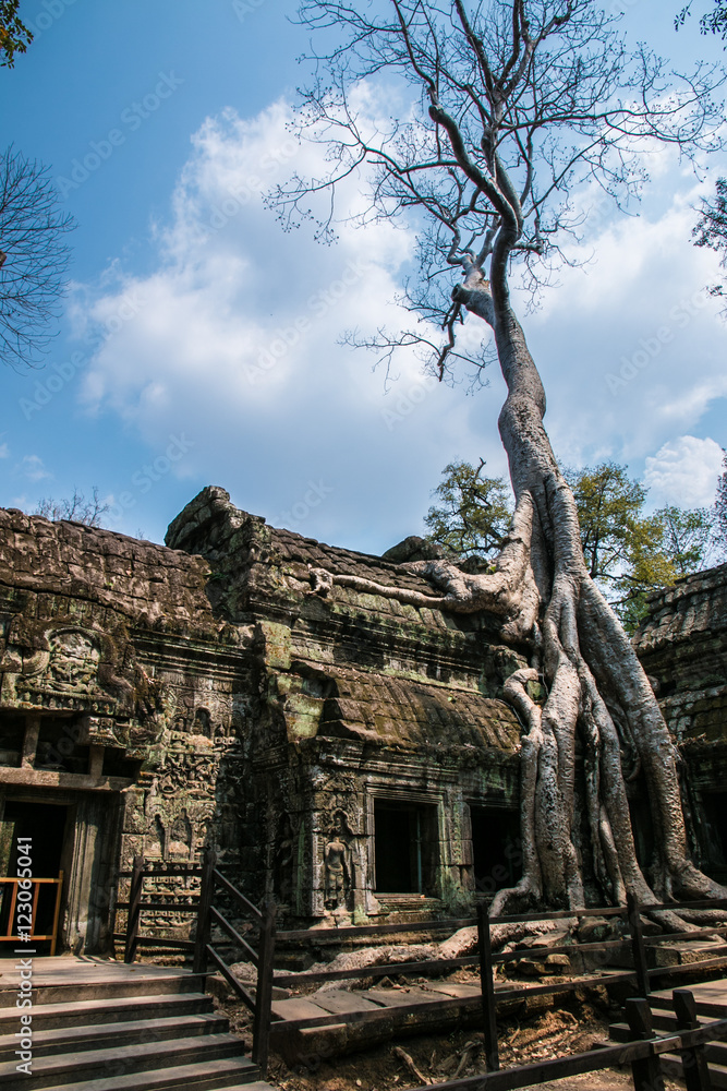 Trees and Temples of Angkor Wat Trees and Temples of Angkor Wat