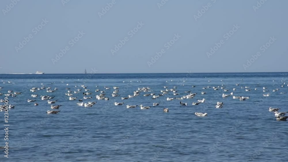 Möwen schwimmen im blauen Meer und fliegen über dem Wasser. Im Hintergrund Schiffe