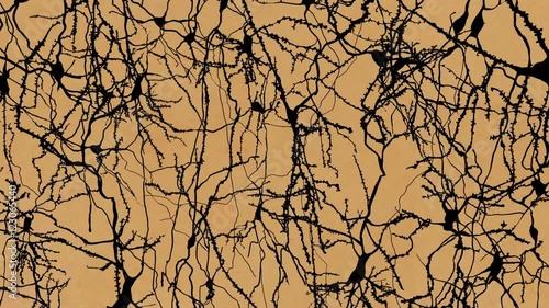 Nerve cells of the cerebral cortex photo
