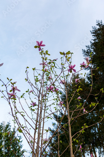 Magnolia tree in bloom photo