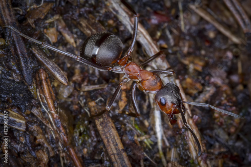 Ants /Ants on anthill. © BiceksPhoto