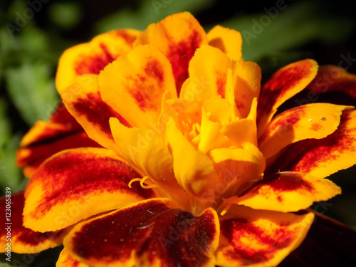 Tagetes