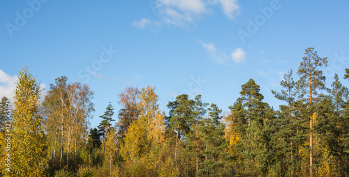 Autumn colours in trees against bright blue sky