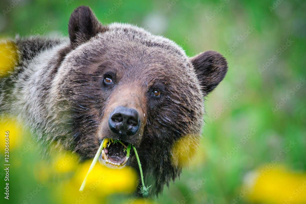 Fototapeta premium Grizzly Bear (Ursus arctos horribilis)