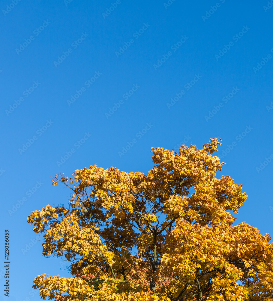 Yellow autumnal treetop against blue sky 