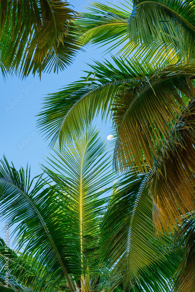 Fototapeta premium palm sun top