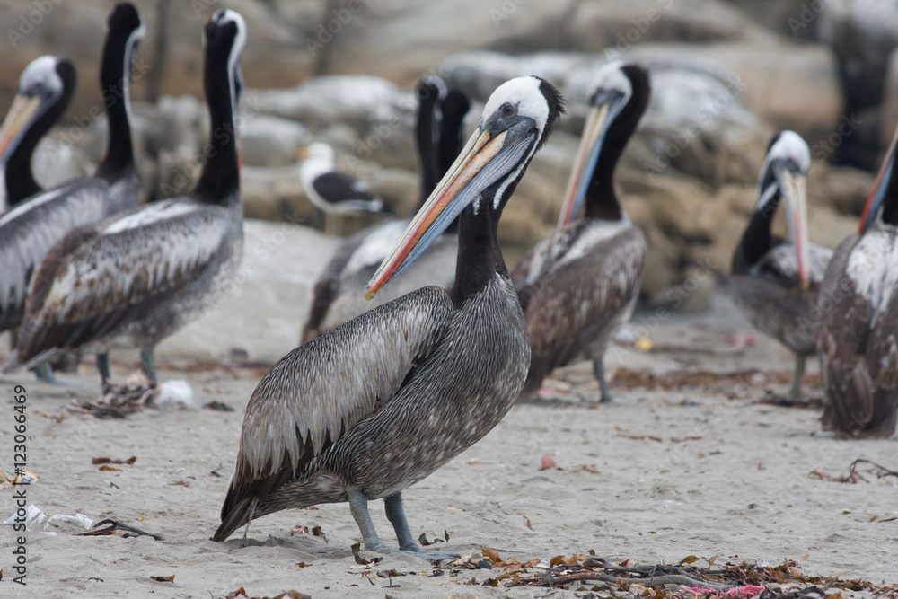Obraz premium Pelicans in the Beach