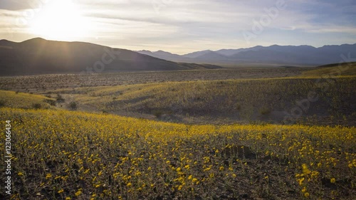 Time lapse with tilt up motion of desert wildflower at sunset during super bloom 2016 in Death Valley National Park, California