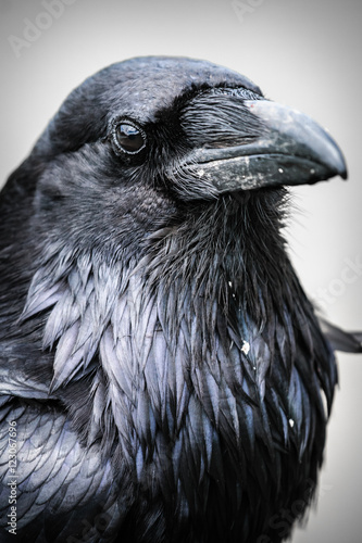 Canvas Print Common Raven (Corvus corax)
