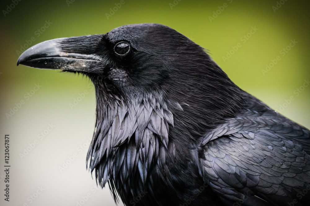 Obraz premium Kruk zwyczajny (Corvus corax)