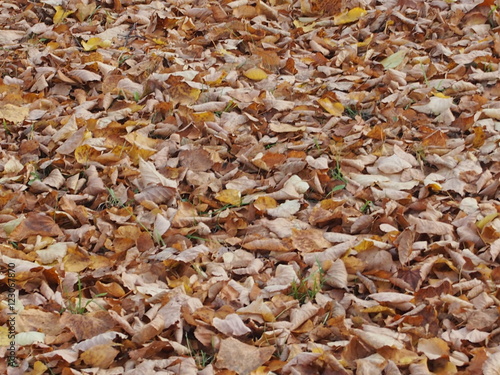Земля покрытая опавшими осенними листьями
