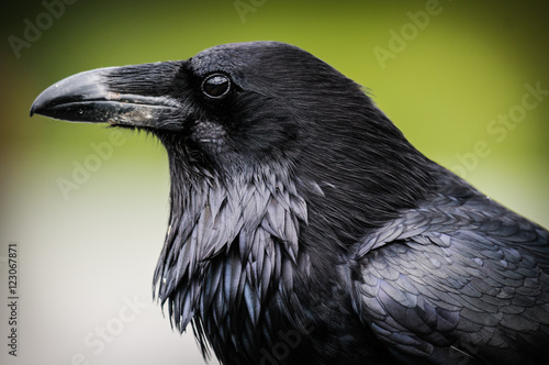 Wallpaper Mural Common Raven (Corvus corax)