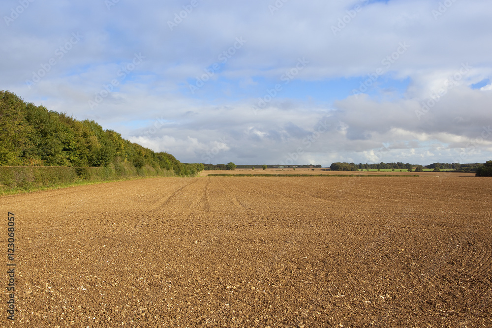 plowed field with leafy bridleway plowed field with leafy bridleway