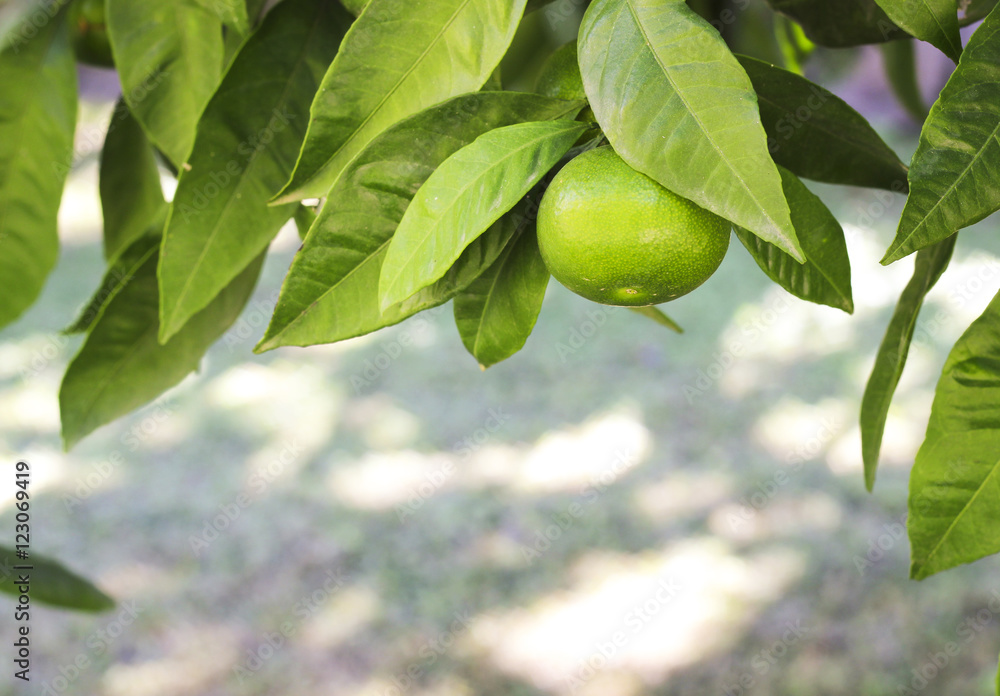 Unripe green tangerines on a tree branch Unripe green tangerines on a tree branch