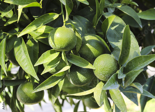 Unripe green tangerines on a tree branch