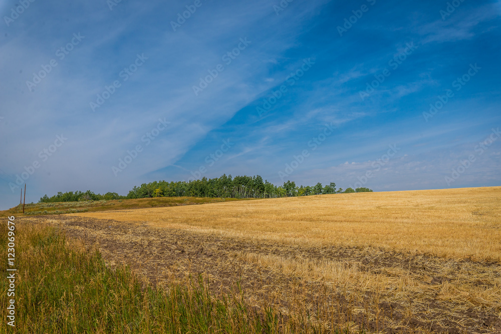 Fototapeta premium Yellow fields, blue sky