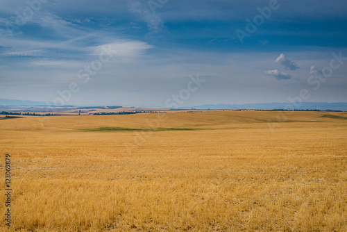 Yellow fields  blue sky