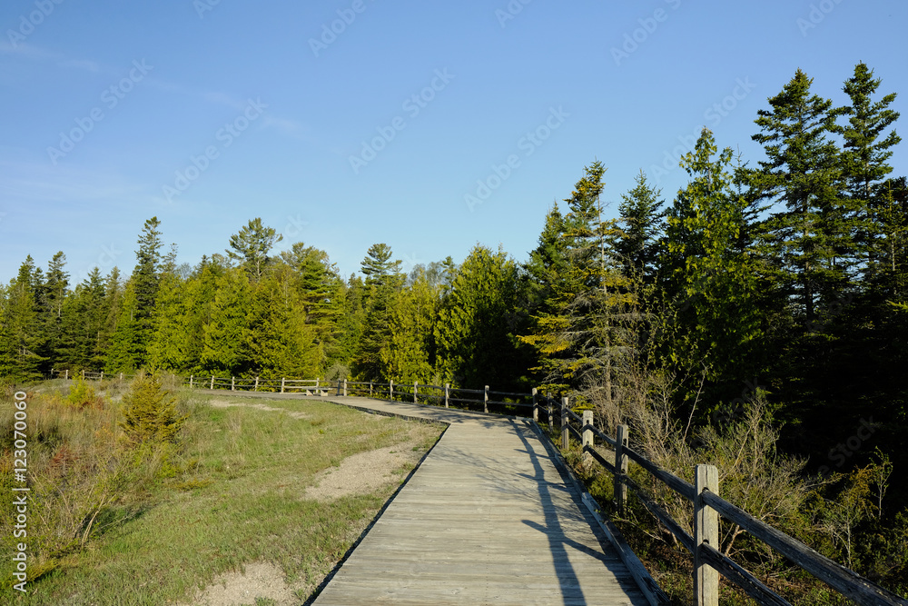Boardwalk in forest Boardwalk in forest