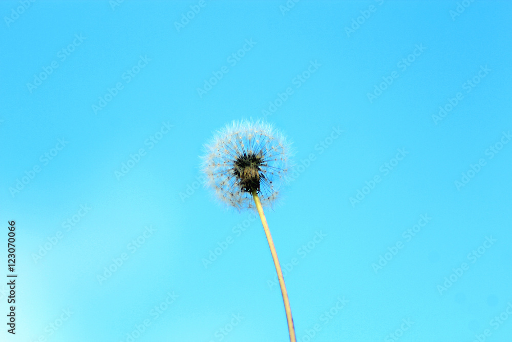 dandelion on the blue sky background dandelion on the blue sky background