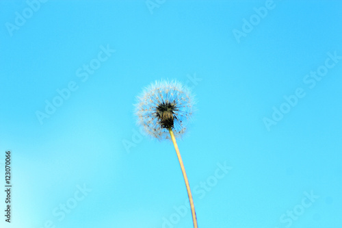 dandelion on the blue sky background