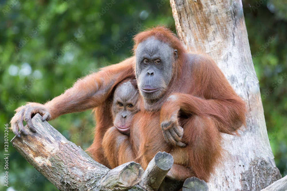 Fototapeta premium cuddling orang utans