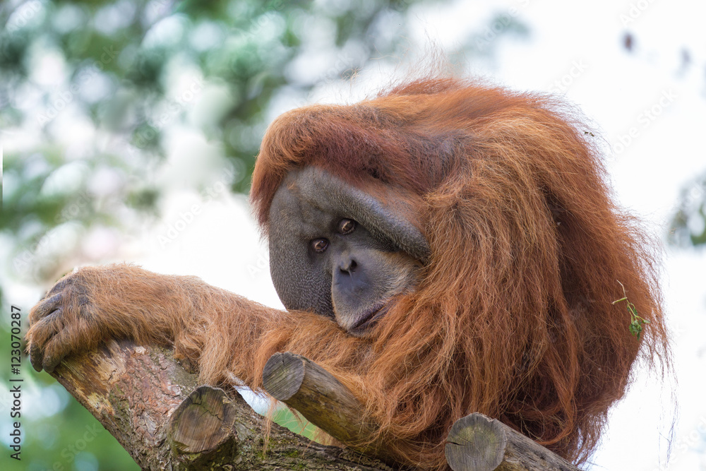 Obraz premium old orang utan lost in thoughts