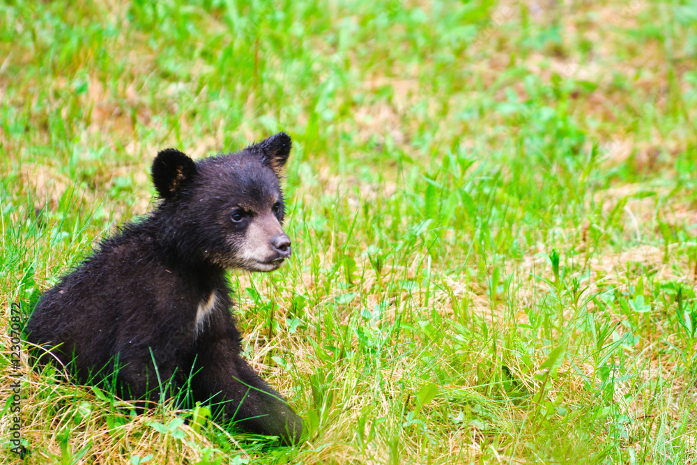 Fototapeta premium Black Bear Family