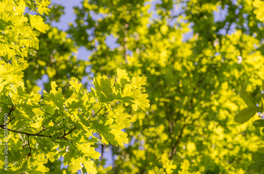 Young oak leaves