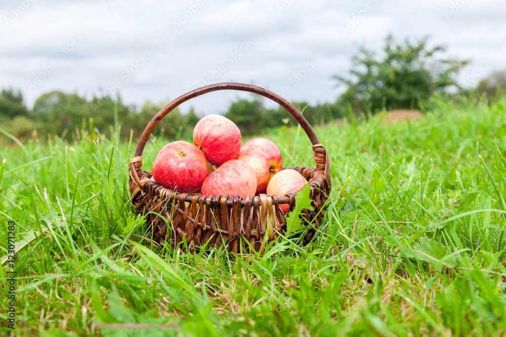 Wooden wicker basket with fresh ripe apples in garden on green g Wooden wicker basket with fresh ripe apples in garden on green g