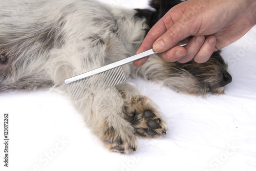 dog comb - grooming