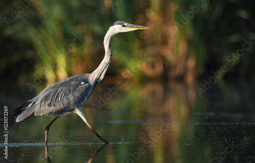 Grey heron (Ardea cinerea)