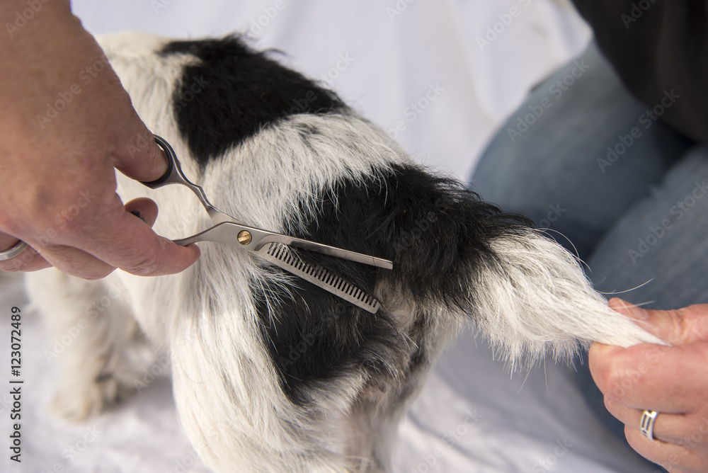 Dog hair cutting with the effilating scissors - grooming Dog hair cutting with the effilating scissors - grooming
