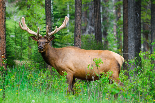 Wild Bull Elk