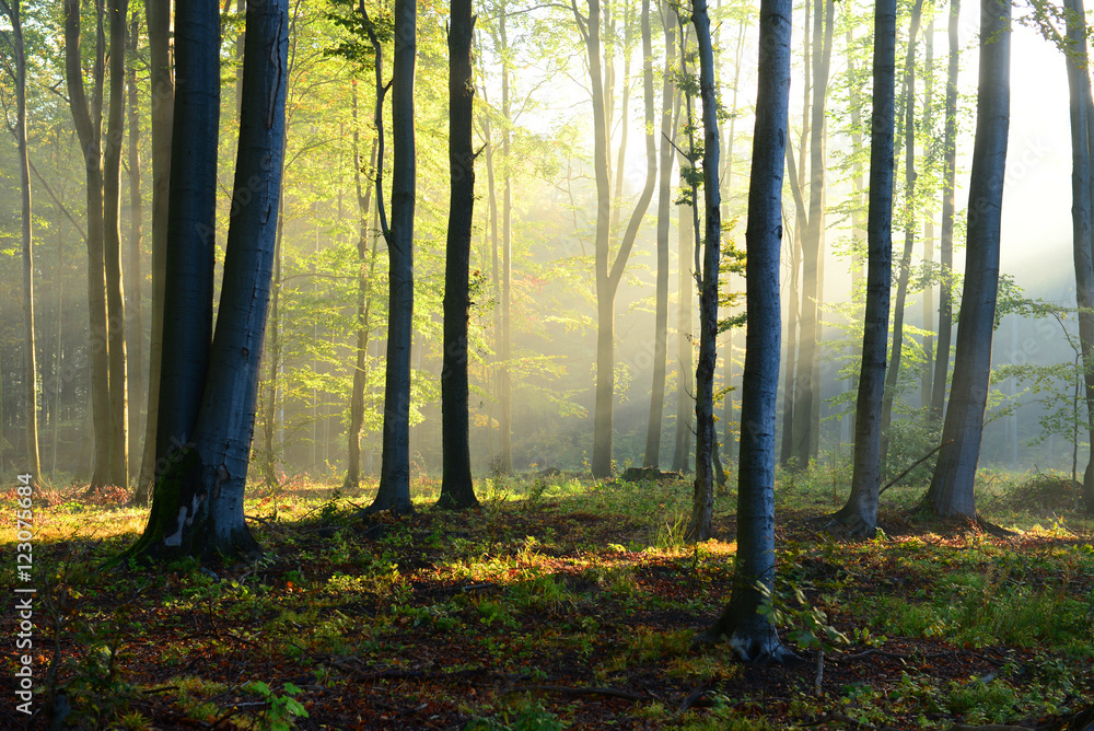 Fototapeta premium Beautiful morning in the forest