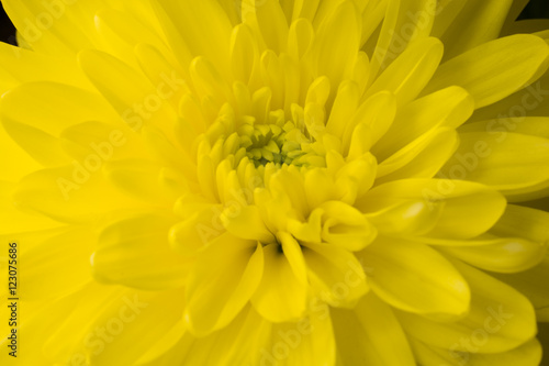 Light Yellow Chrysanthemum Golden-daisy flower bud soft macro ba