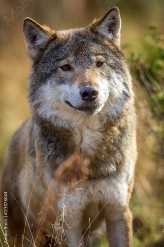 Norwegian wolf