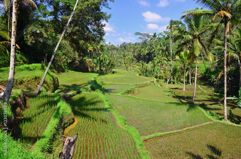 Rice terraced paddy fields in Tegalalang, central Bali, Indonesia