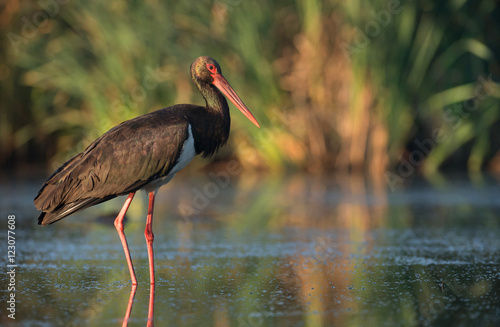 Black stork  Ciconia nigra 