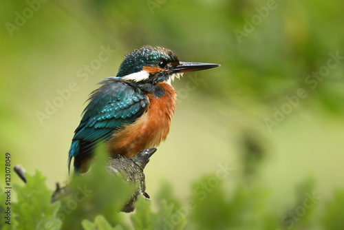 Kingfisher (Alcedo atthis) - young one