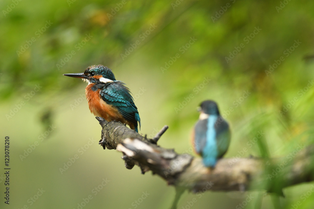 Kingfisher (Alcedo atthis) - young one