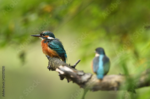 Kingfisher (Alcedo atthis) - young one © Piotr Krzeslak