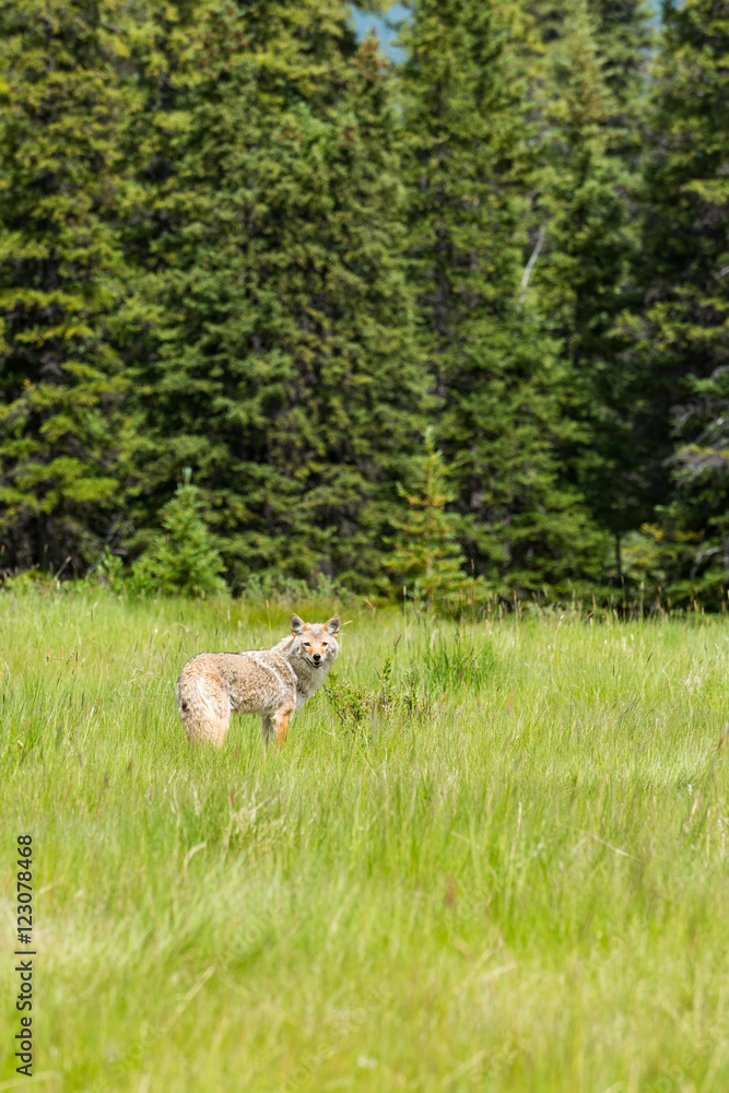 Obraz premium Coyote (Canis Latrans)