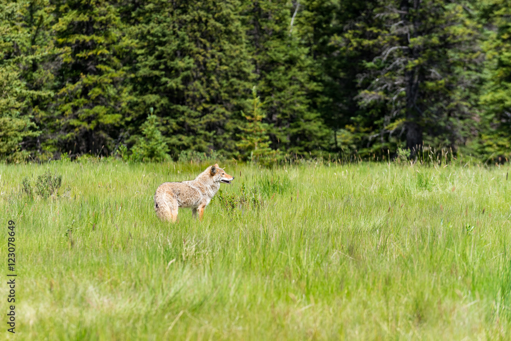 Coyote (Canis Latrans) Coyote (Canis Latrans)